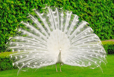 Burung Merak putih