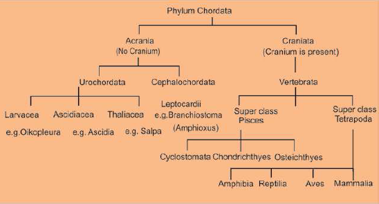 FSc Biology Part 1 XI 11th Chapter 10 Kingdom Animalia Notes Long Questions fscnotes0