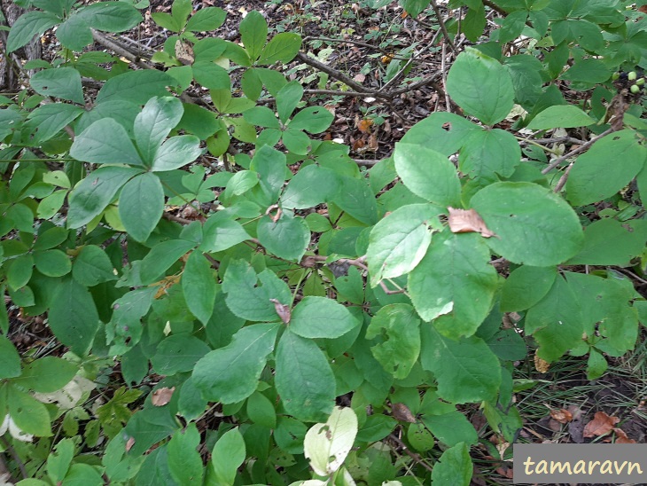 Свободноягодник сидячецветковый (Acanthopanax sessiliflorus, =Eleutherococcus sessiliflorus)