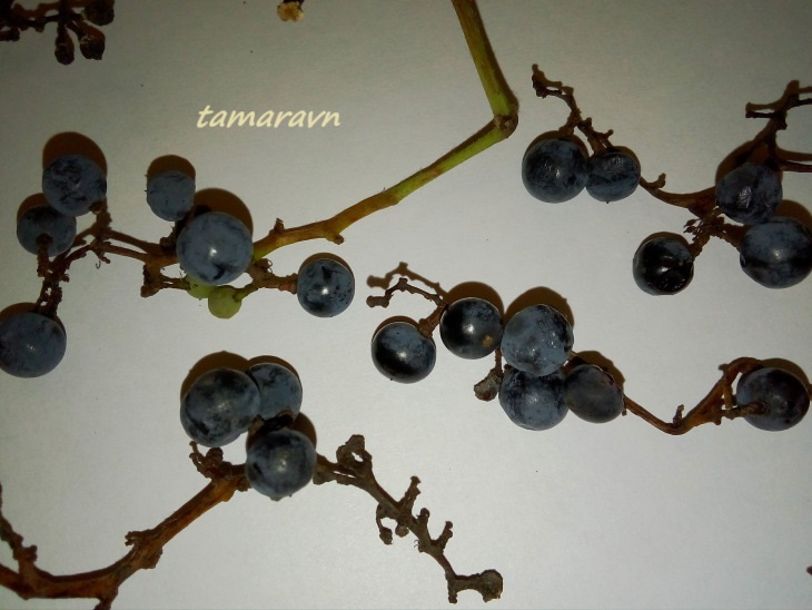 Виноград амурский (Vitis amurensis)