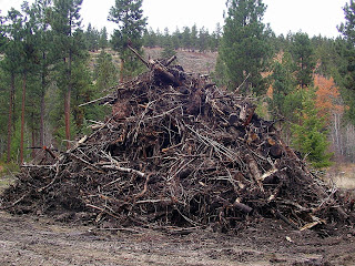 debris taken from Sweathouse Creek