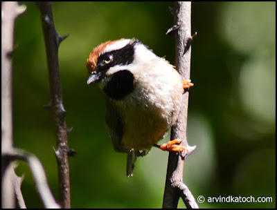 Eye Contact, Black-throated Tit,