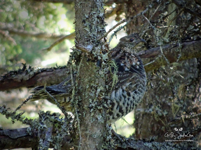 Newfoundland Birds