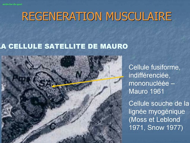 LESIONS MUSCULAIRES