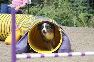 Hobie exiting a chute at an ASCA dog agility trial - August 29, 2009