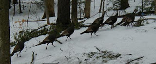 turkeys run