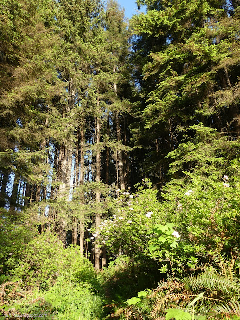 25: spruce above the azaleas