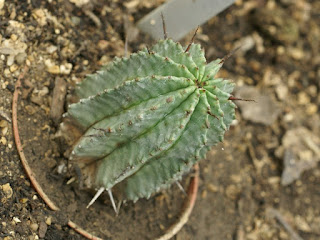 Euphorbia horrida