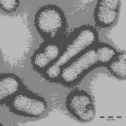 Udara Kering Tingkatkan Penularan Flu