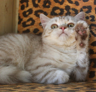 Britisch Kurzhaar cinnamon silver tabby spotted 5