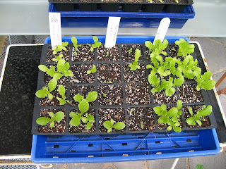 Lettuce seedlings