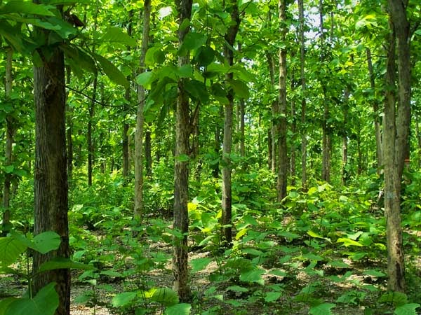 Gambar Pohon Jati Gambar Pemandangan