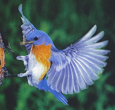 ... burung suara burung murai batu suara burung tledeka