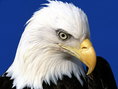 eagle wallpapers. Eagle Wallpapers | HD