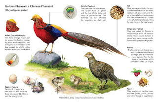 Cara Budidaya Ternak Ayam Golden Pheasant