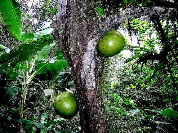 Exotic fruits amazon rainforest