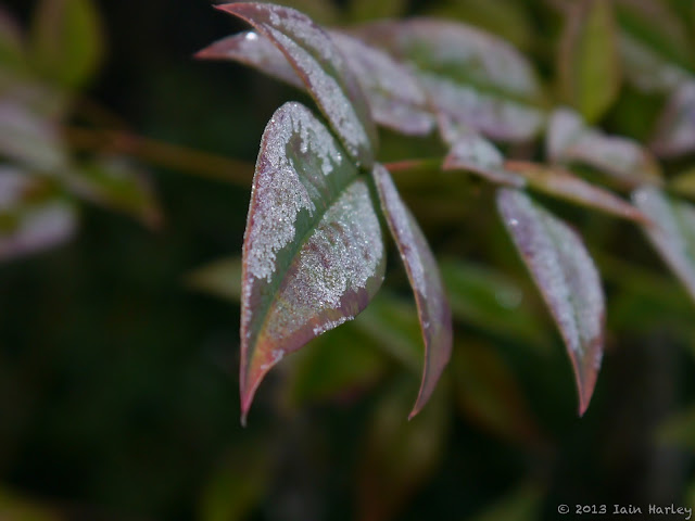 Icy leaf, week 2