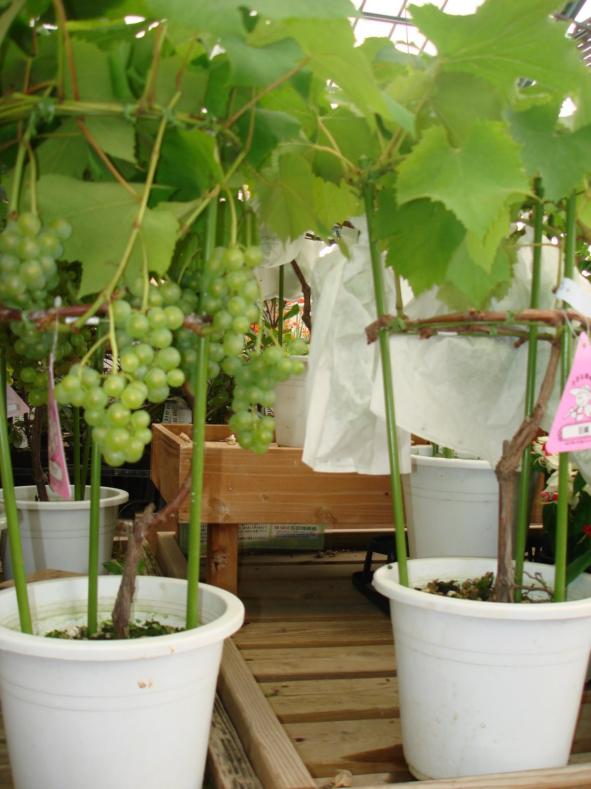 Tanaman anggur adalah tipe tanaman yang memiliki pertumbuhan merambat ...