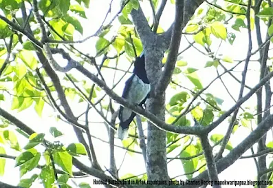 hooded butcherbird