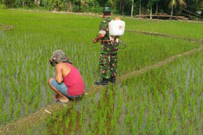 Sertu Suryadi Lakukan Penyemprotan Tanaman Padi Petani Di Desa Telaga Sari