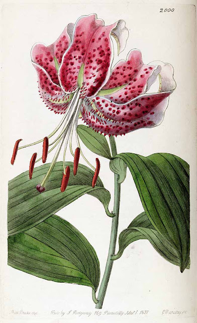 Лилия прекрасная (Lilium speciosum)