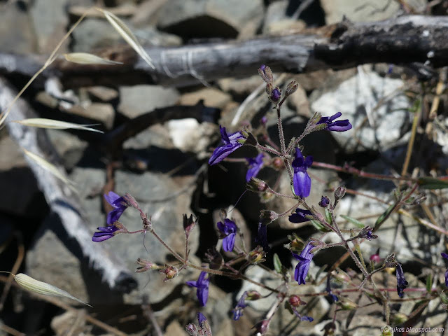09: blue flowers
