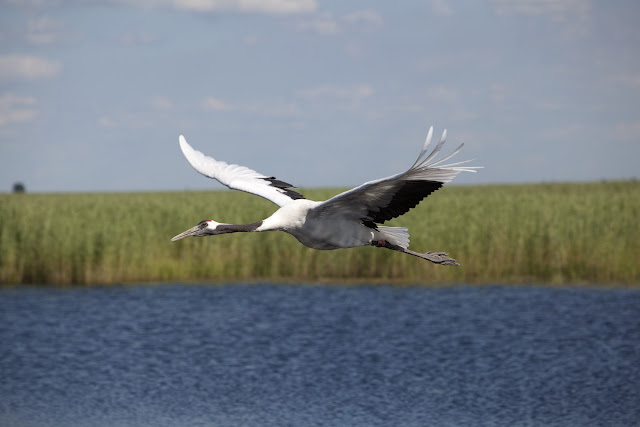 Crane wallpaper,crane images,crane photo,cute crane,beautiful crane,cranes,the crane,the cranes,crane birds,crane,birds,birds picture,about birds,birds images birds photo,birds picture