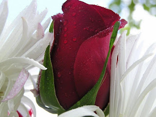 Red Rose Flowers