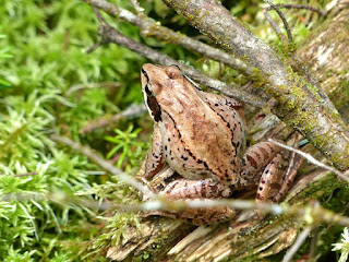 Grenouille des bois 