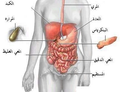 الهضم داخل الأمعاء الدقيقة