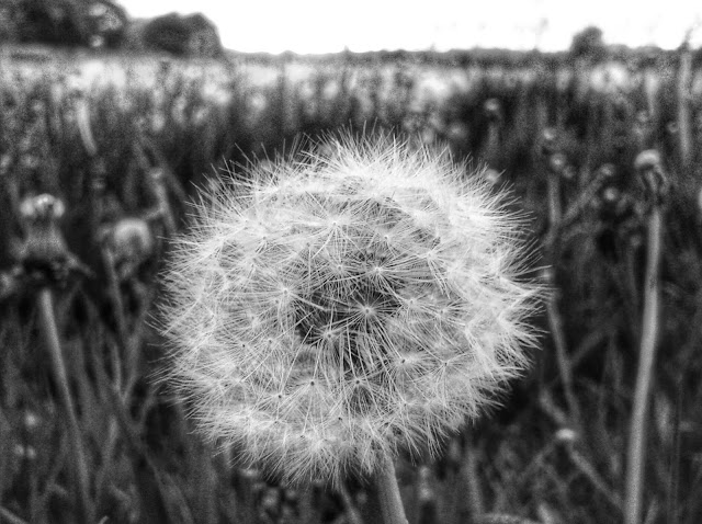 Dandelion Clock // 76sunflowers