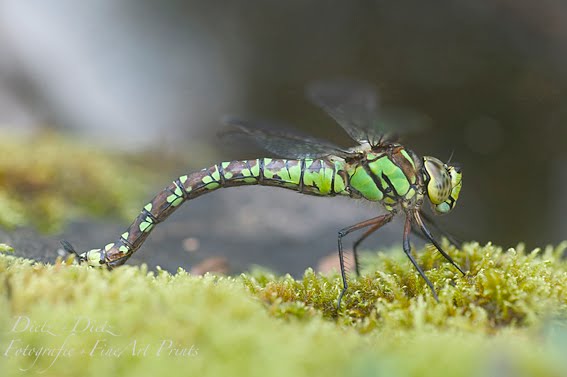 Blaugrüne Mosaikjungfer (Aeshna cyanea)