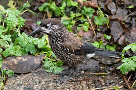 Spotted Nutcracker - Netherlands