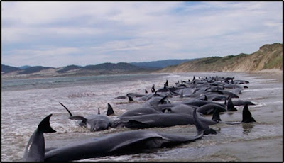 ¿Porque encallan las ballenas en las playas?