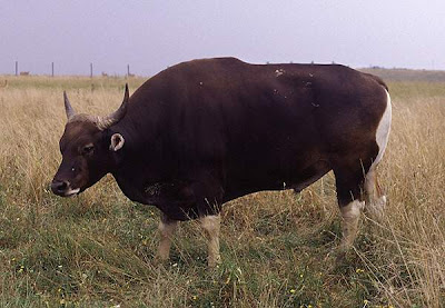  Gambar  Binatang Gambar  Banteng