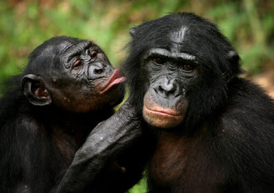 Seperti Manusia, Ternyata Simpanse Juga Pilih-Pilih dalam Berteman