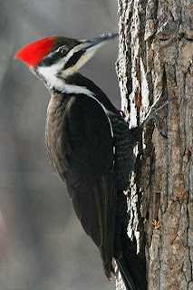 Burung Pelatuk