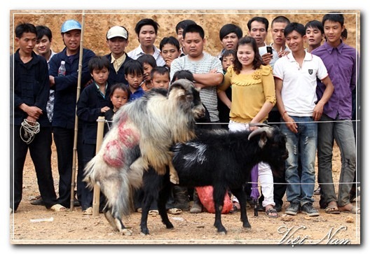 Cảnh Đẹp Việt Nam