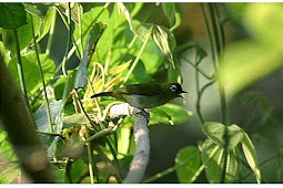 Burung Pleci Bisa Jinak dan Bersuara Enak