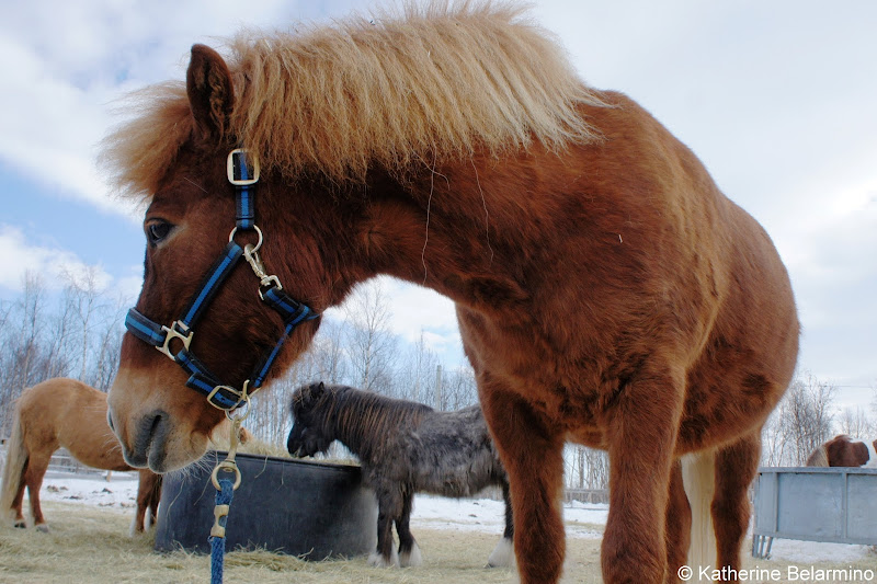 Blida the Icelandic Horse Ofelas Outdoor Winter Activities in Sweden's Lapland