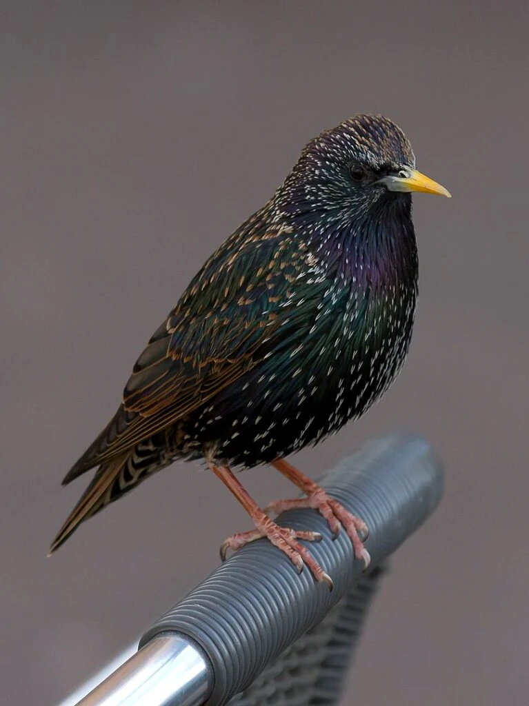 The Amethyst Starling