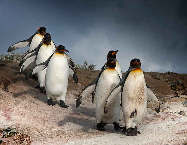 pictures of penguins