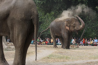 Gajah di Kebun Binatang Ragunan