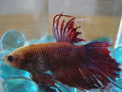 crowntail betta splenden