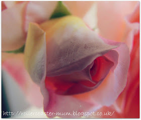 #alphabetphoto, F is for Flower, Rose bud