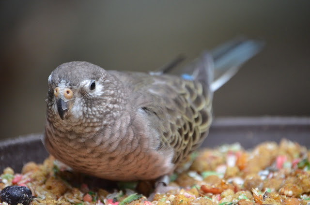 A small, gray parrot stands in a food dish.