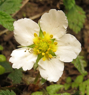 Fragus sp., strawberry