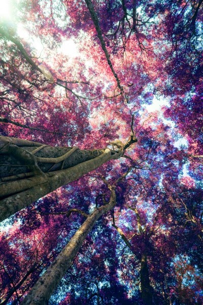 http://milkteagalaxy.tumblr.com/post/99518406704/0rient-express-pink-tree-by-chanarthip