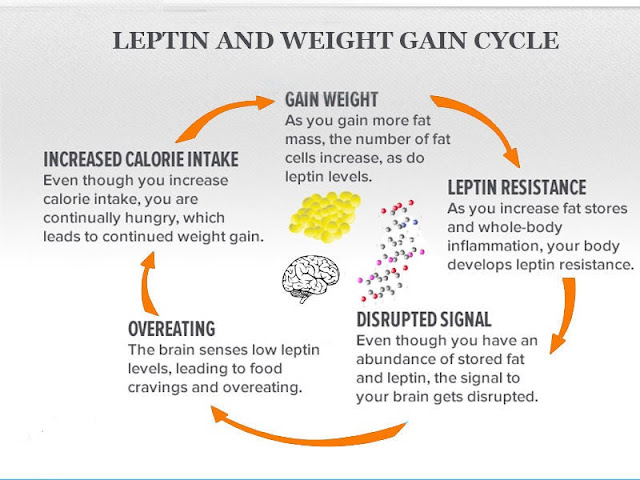 Are you Leptin Resistant or Do You Have Leptin Sensitivity?