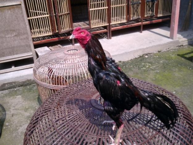 Hobby Ayam  Bangkok Pemeliharaan ayam  bangkok dewasa